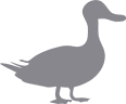 Grafik einer Ente