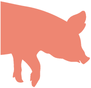 Grafik eines Schweines