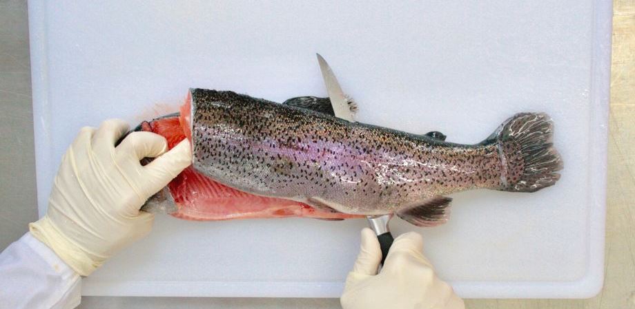 Symbolfoto zum Artikel: Fisch filetieren – so einfach gehts!
