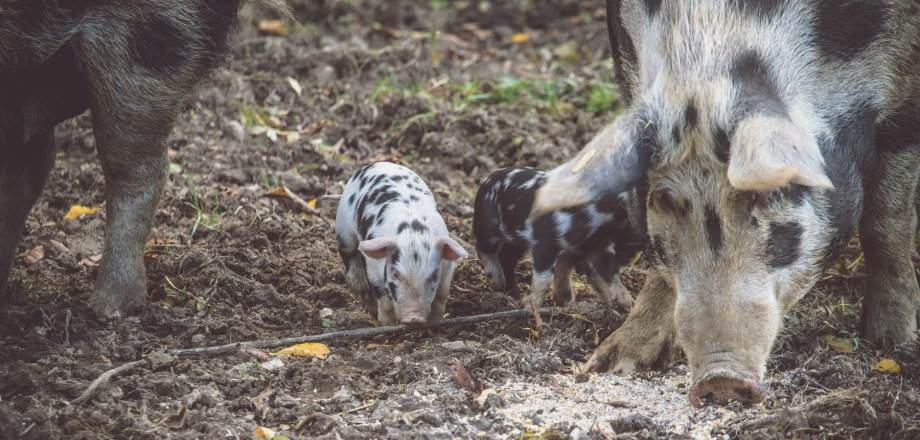 Symbolfoto zum Artikel: Seltene Schweinerassen: Mangaliza und Turopolje