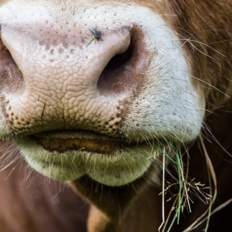 Profilbild von Rettenwand Hof | Limousin Rind
