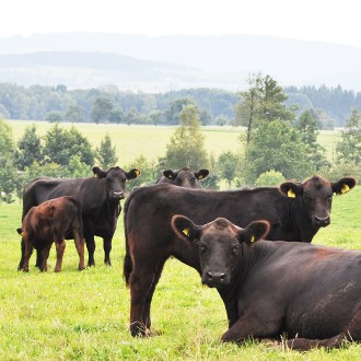 Profilbild von Hofmanufaktur  | Aberdeen Angus bio grass-fed Beef
