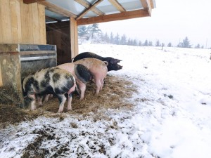 Schweine vor ihrer Hütte im Schnee