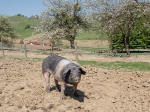 Schwäbisch-Hällisches Schwein in der Südoststeiermark 