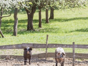 Schwäbisch-Hällisches Schweine in, Kapfenstein, Steiermark 