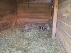 Bio-Schweine in Hütte