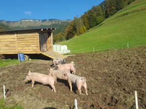 Bio-Schweine in Salzburg