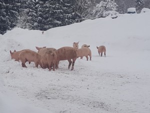Bio-Schweine in Salzburg im Schnee
