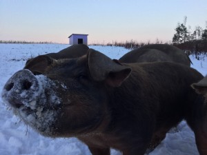 Bio-Schwein im Schnee  
