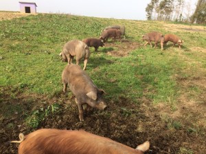 Freilandschweine in Oberösterreich 