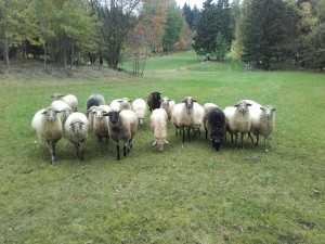 Weidehaltung im Schafgehege