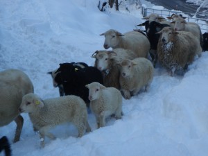 Winter: Schafe im Schnee