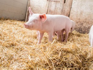 Bio-Schwein auf Stroh, Niederösterreich