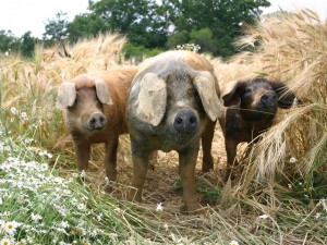 Glückliche Bio-Schweine am Labonca Biohof