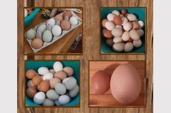 Symbolbild für Eier von unseren Hühnern